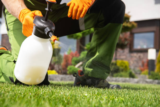 Best Local Pest Control Services  in Rossvle, IL