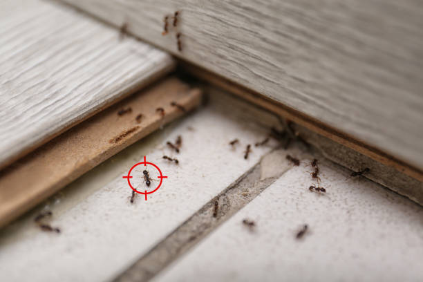 Pest Prevention Services in Rossville, IL