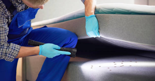 Best Flea Control Services  in Rossvle, IL