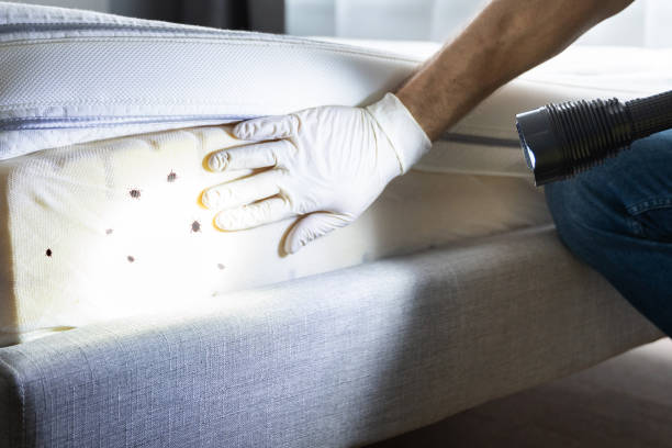 Best Affordable Pest Control Services  in Rossvle, IL