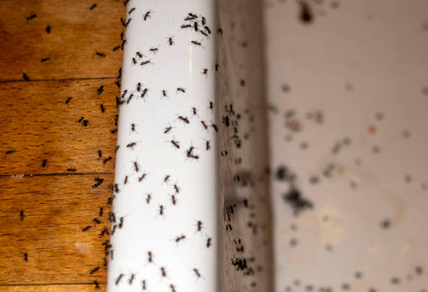  Rossvle, IL Pest Control Pros