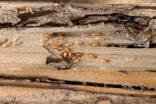 Best Cockroach Control Services  in Rossvle, IL